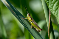 カメラの試し撮り（イナゴ）