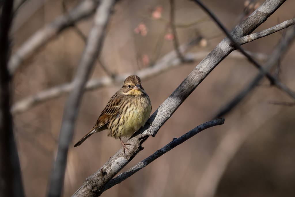 マユミを添えて ver. 1.1