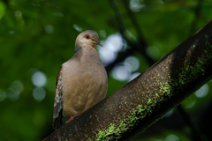 雨の間隙を縫って鳥撮り