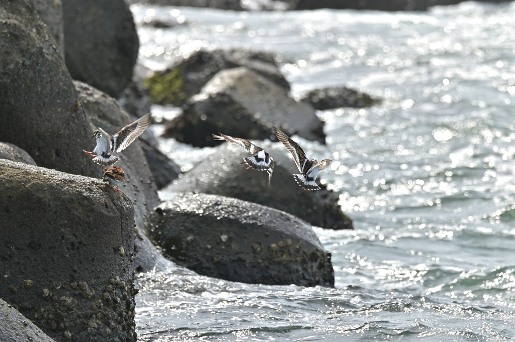 キョウジョシギ