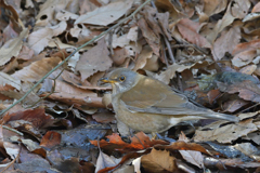 食べるのが忙しくて