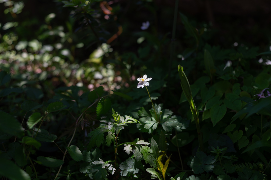 可憐でもあり、力強くもあり