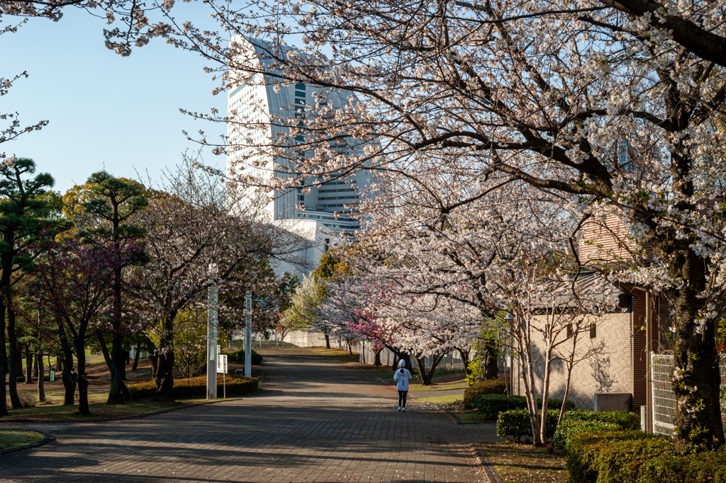 桜はこれから？