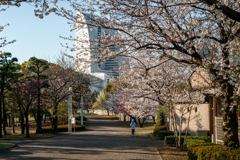 桜はこれから？