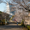 桜はこれから？