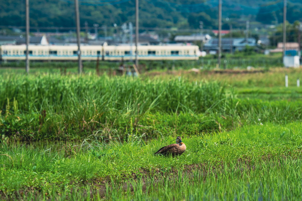 のどか