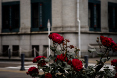 Morning Roses ４