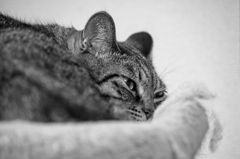 今日は雨だってさ