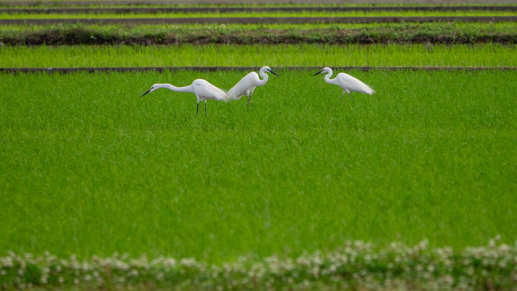 田植えも終わって