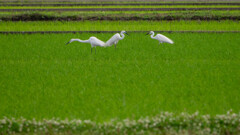 田植えも終わって