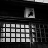 猫の森には帰れない