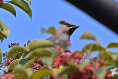 赤い実を食べた♬