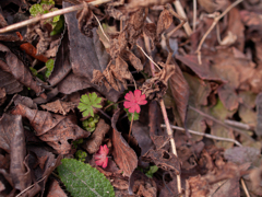 桜の木の根元