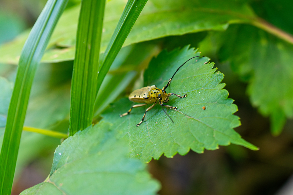 ヤツメカミキリ（たぶん）