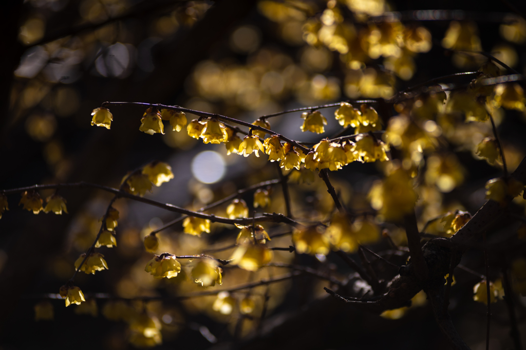 Yellow Candles