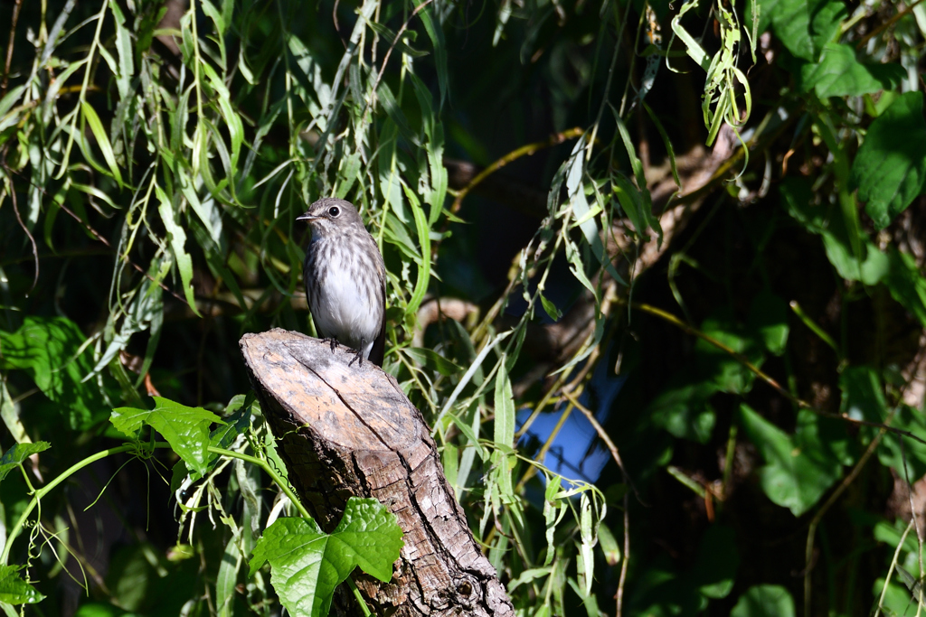 やっと出会えたエゾビタキ２