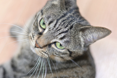 撮り比べ② CMOSセンサー