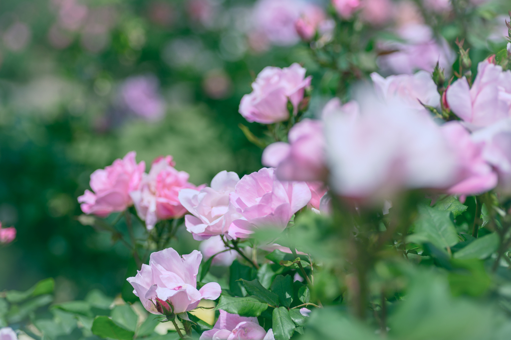 I never promised you a rose garden