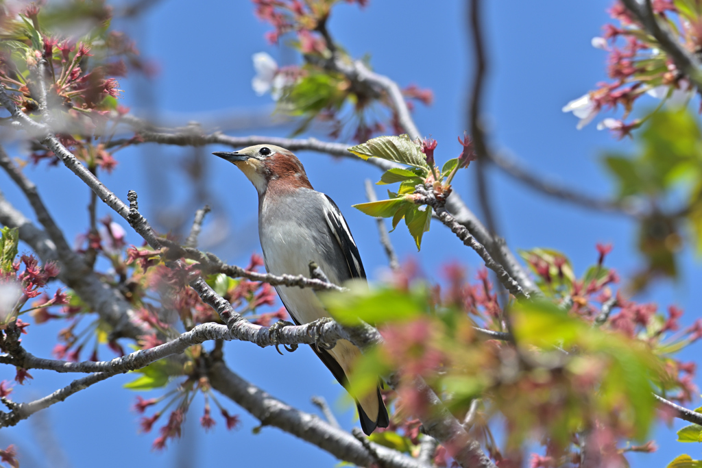 僅かに残った桜と共に