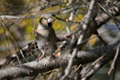 文鳥感強め