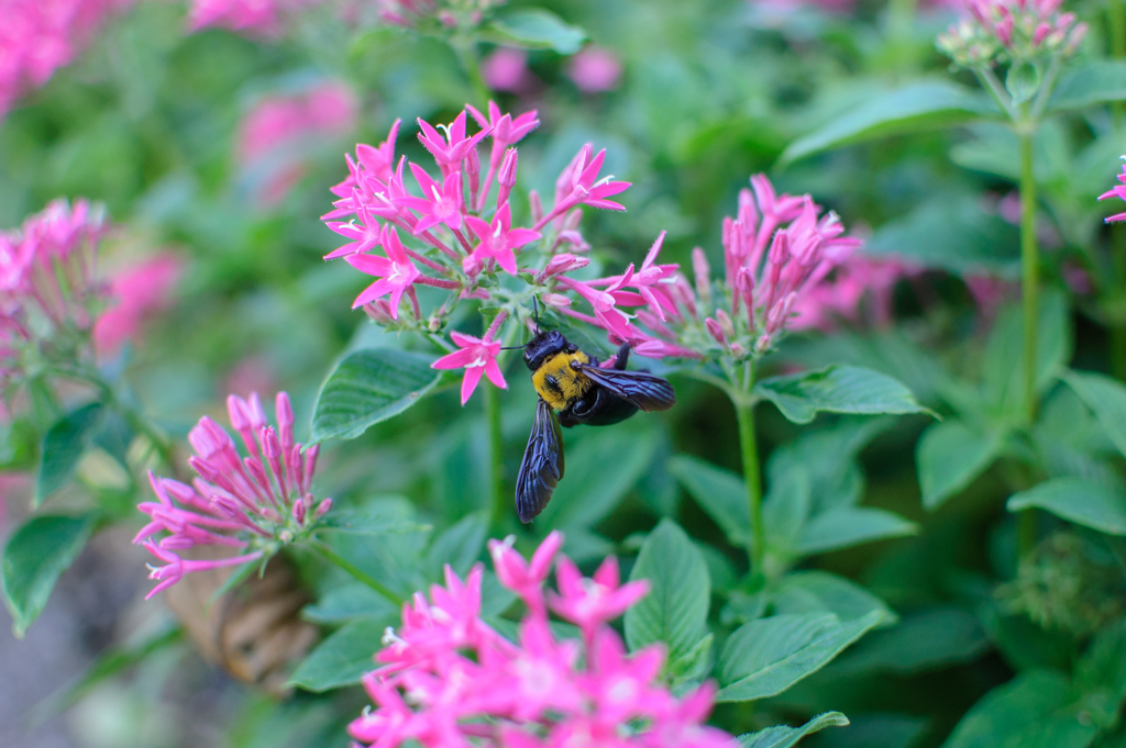 610万画素CCDセンサーの世界