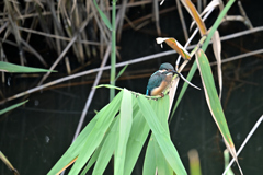 今年生まれた子