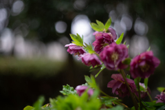 催花雨