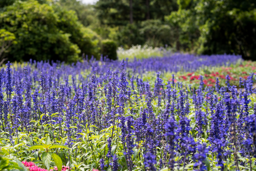 昭和的『青紫』