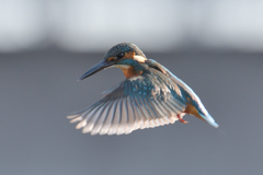 カメラ目線ホバリングｗ