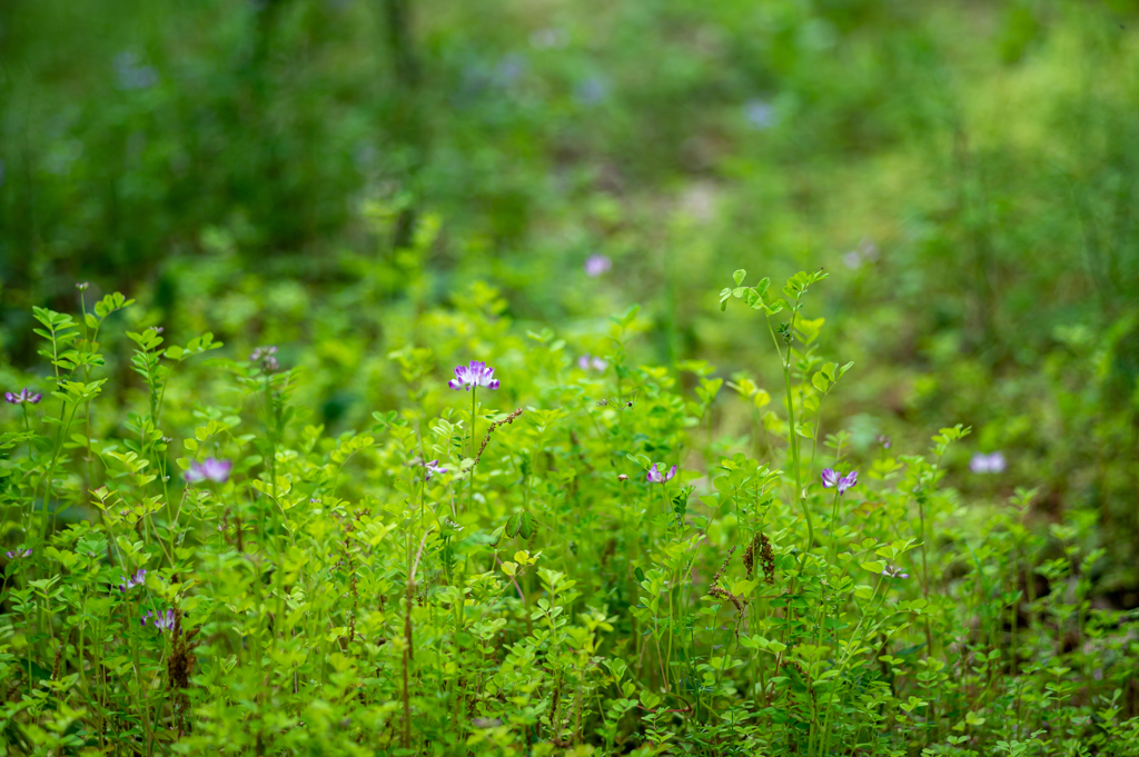 KONICA HEXANON AR 135mm F3.2
