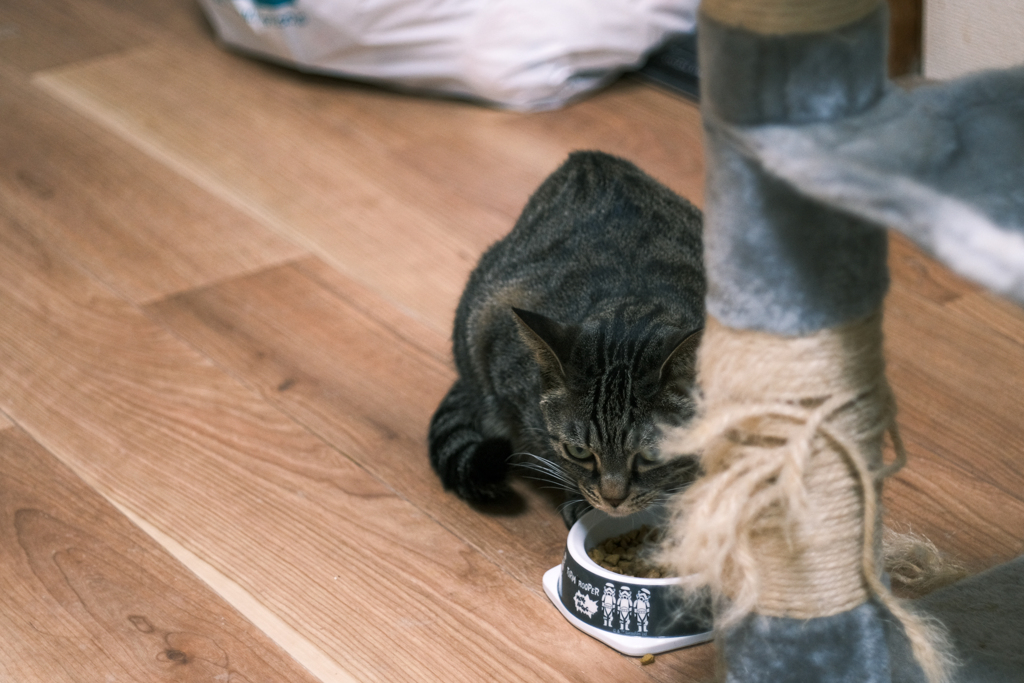 とりあえずウチの猫２