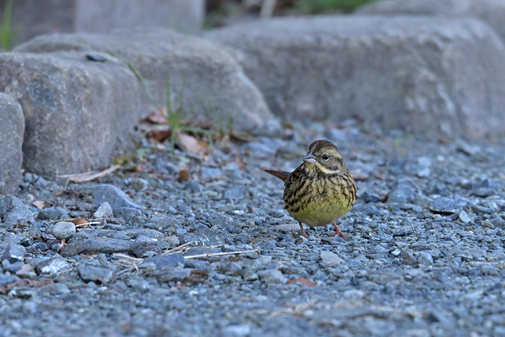 アオジ