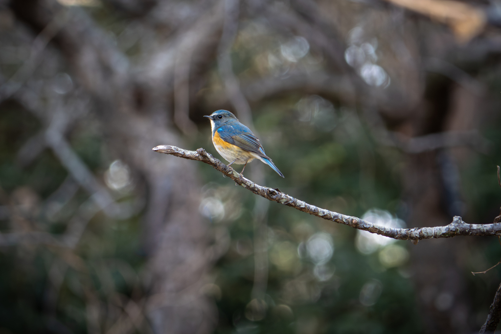 今季も会えました。
