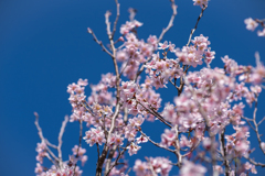 園芸品種：敬翁桜