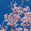 園芸品種：敬翁桜