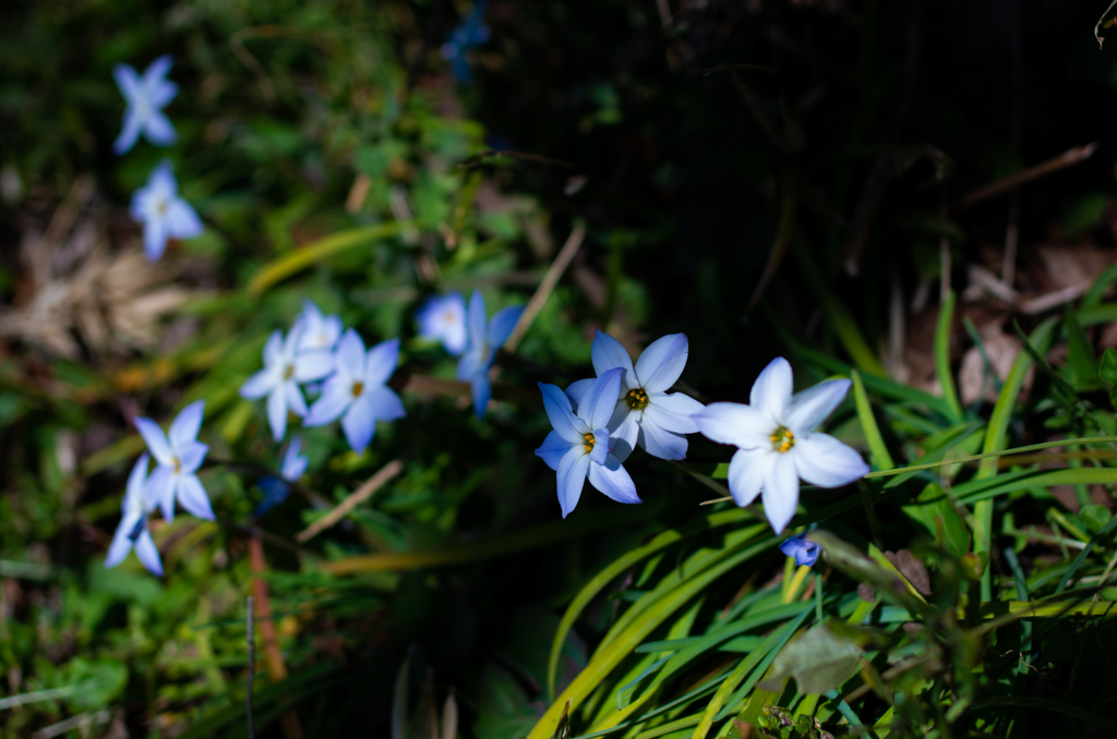 Blue fairies