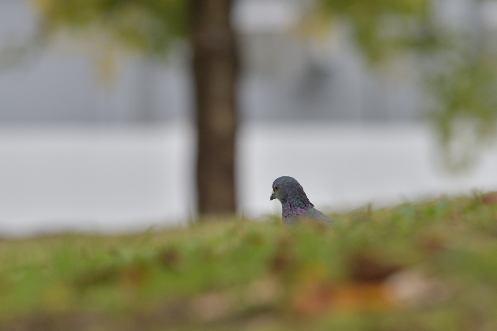 はと