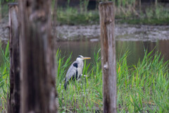 葛西臨海公園