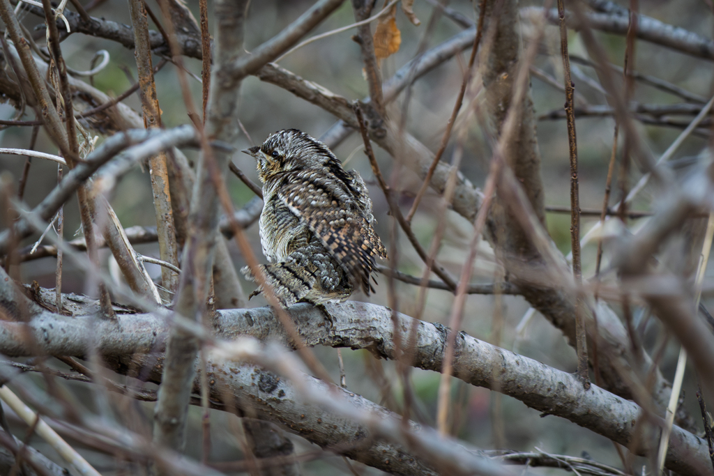 ある意味「侘び寂び」