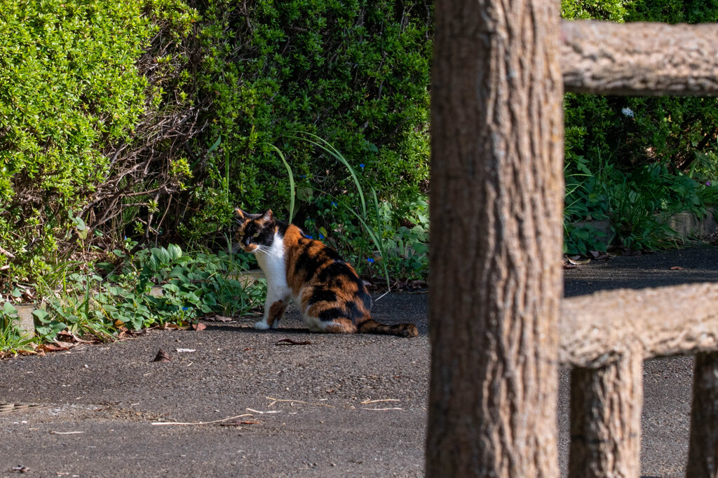 公園のネコ３