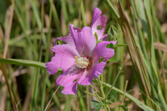 今朝の花2 今朝の花2