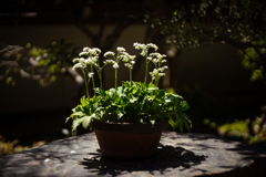鉢植えを愛でる