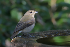 キビタキ♀ キビタキ♀
