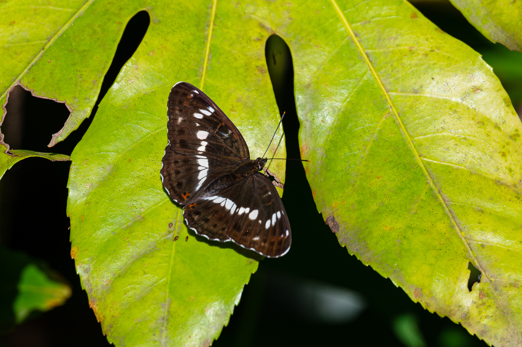 イチモンジチョウ
