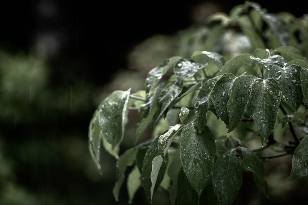 梅雨入り