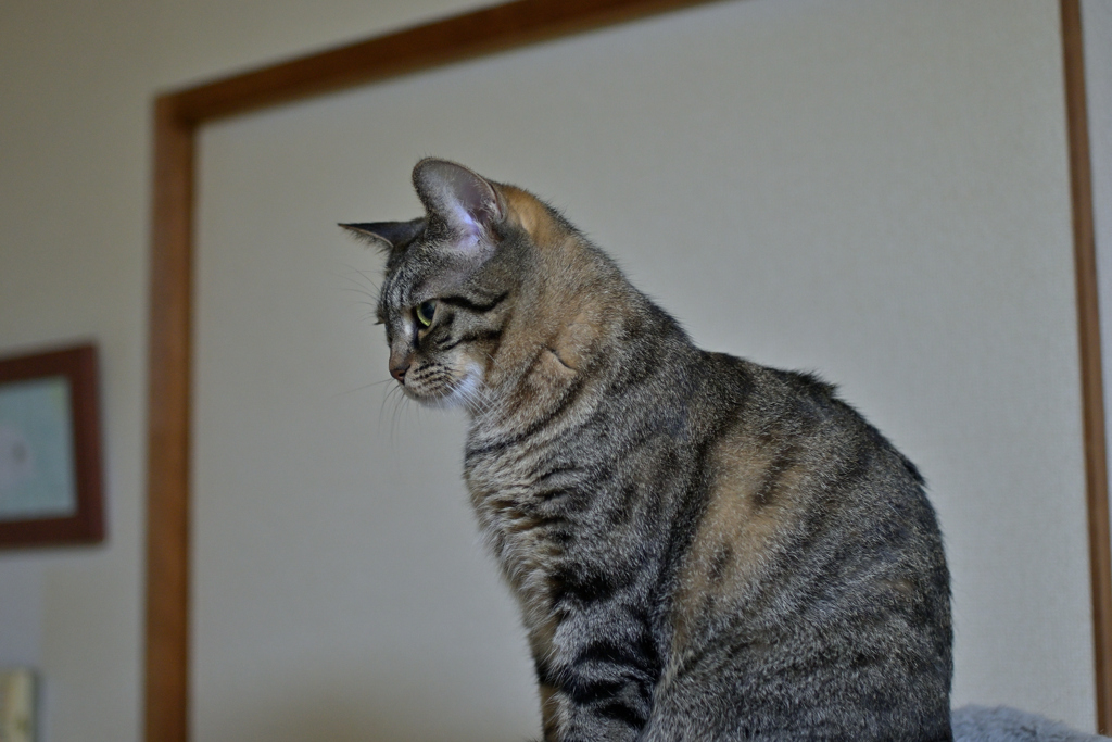 Z50にNOKTON classic