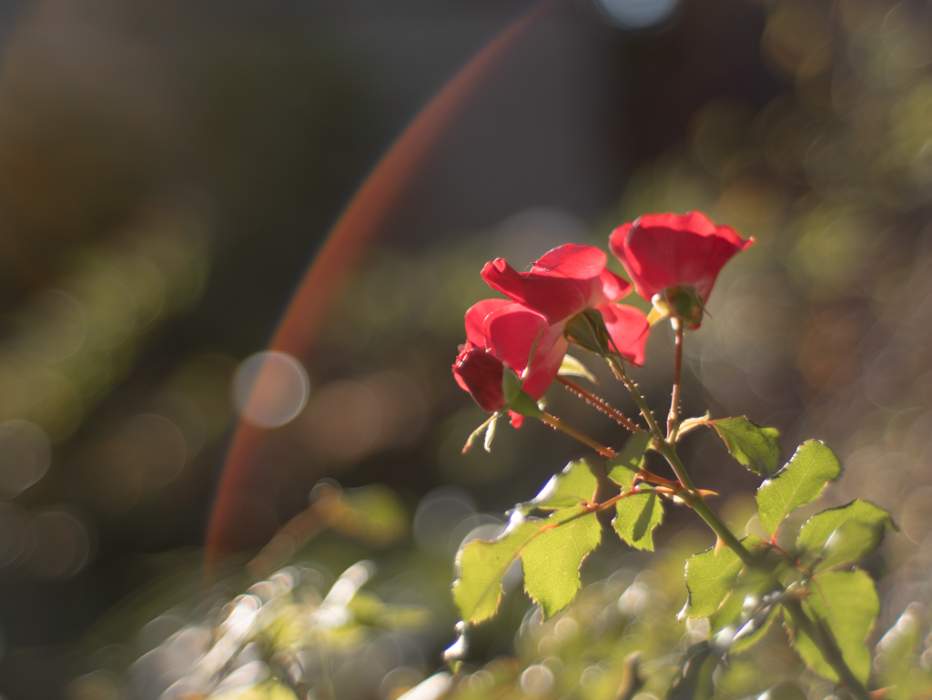 秋薔薇のエンディング ２