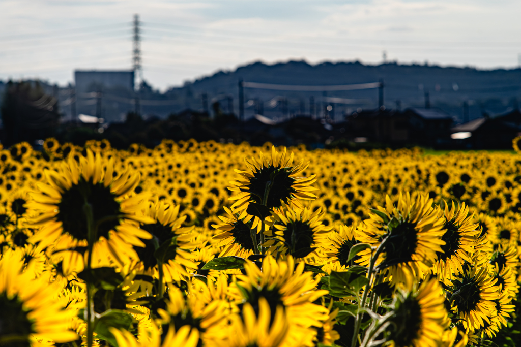 酷く暑かった夏の記憶