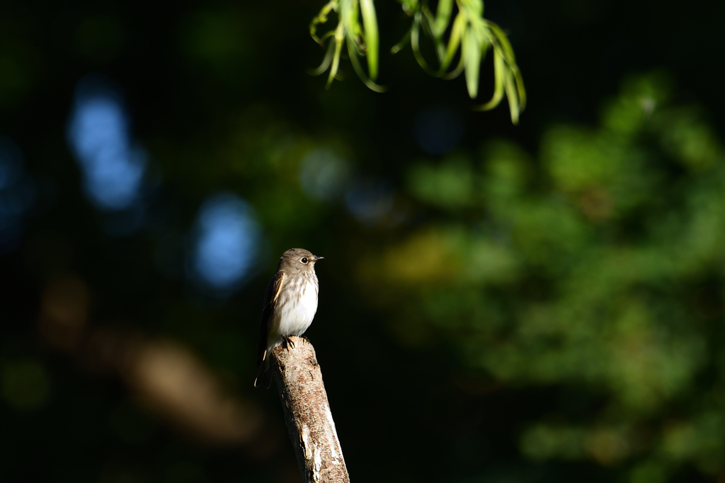 やっと出会えたエゾビタキ