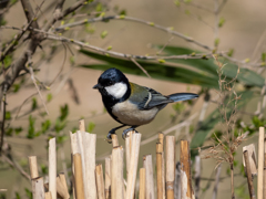 察してください